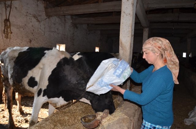Kadınlar Günü’nde Hayvanları Yemleyip Süt Sağdı