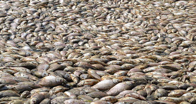 Tamirat için boşaltılan gölette binlerce balık telef oldu