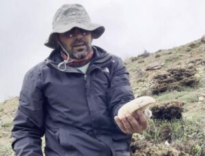 2 bin rakımda yetişen çaşır mantarı altınla yarışıyor